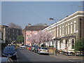 Blossom on Sterne Street