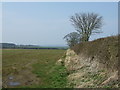 Farmland and hedgerow near Tranwell