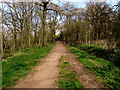 Path into the Haywood Plantation, Cinderford