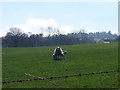 Ewe and lambs beside the Llwybr Ceiriog Way