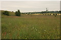 Bargeny Hill grassland