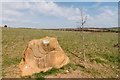 Memorial, Heartwood Forest, Sandridge, Hertfordshire