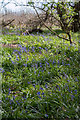 TL1511 : English Bluebells, Pudlers Wood, Heartwood Forest, Sandridge, Hertfordshire by Christine Matthews