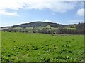 The valley of the Offwell Brook