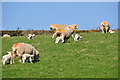 West Somerset : Grassy Field & Sheep