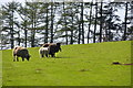 West Somerset : Grassy Field & Sheep