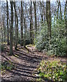 Shillingridge Wood, Chisbridge Cross, Buckinghamshire