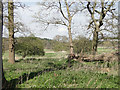 Fallen tree and meadowland behind