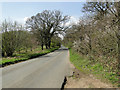 Barnham Road near Gravehill Plantation