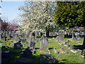 Spring blossom in Acton Cemetery