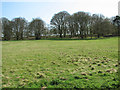 Pasture beside Rushford Road