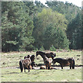 TL9580 : Exmoor Ponies on Knettishall Heath by Evelyn Simak