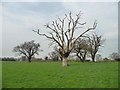 Public footpath from Potters Bar to Hawkshead Road