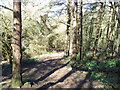 Wooded path up Pontesford Hill, Shropshire