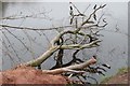 Fallen tree with cormorants, Lymm Dam