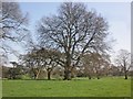 ST2030 : Mature oak tree, Tetton Park by Roger Cornfoot