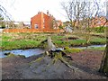 Fallen tree across Godley Brook