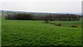 Pasture off Blacksticks Lane