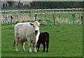 Cow and calf, Wootton, N Lincs