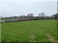 Grassland west of Colyton