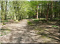 Footpath in Wain Wood