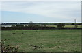 Grazing, Widdrington Moor