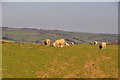 West Somerset : Grassy Field & Sheep