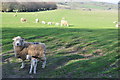 SS8938 : West Somerset : Grassy Field & Sheep by Lewis Clarke
