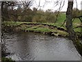 Erosion of the river bank - Westgate