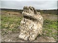 SD5831 : Limestone, Brockholes Nature Reserve by David Dixon