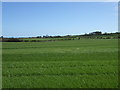 NZ1995 : Crop field near Causey Park Hag Lodge by JThomas