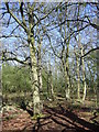 Woodland near Bank House Farm