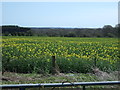 Oilseed rape crop, Guyzance Lee