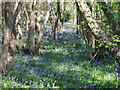 TQ7396 : Bluebells, Harrow Wood, Downham by Roger Jones