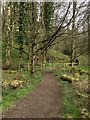 SD5831 : Footpath Through Boilton Woods by David Dixon