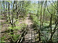 Footbridge in West Wood