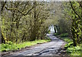 Country lane, Scot