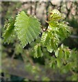 Newly opened elm leaves, Papercourt Lane