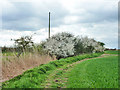 Reeds and Blackthorn