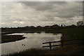 View of houses on Wyatt Drive across a lake in the London Wetlands Centre