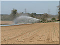 Irrigating an emerging crop of potatoes