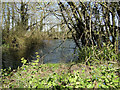 A small part of the mill pond at Butley Mill