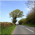 Overhanging tree, A3121 near Well Cross