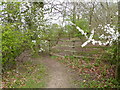 May in April in Horse Croft Copse