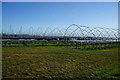 Strawberry crop polytunnels at Sturton Grange Farm