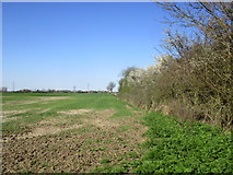 TA0837 : Field edge near Wawne by Jonathan Thacker