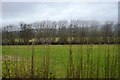 Trees along the River Severn