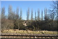 Trees growing by the railway line