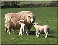 SX9051 : Ewe and lambs, Coleton Farm by Derek Harper