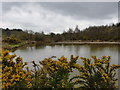 Large pond in Nature Reserve